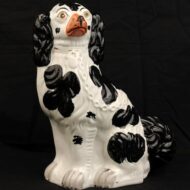 Black and White Dog